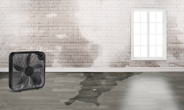 Best Mold removal after water damage  in Sterling, IL